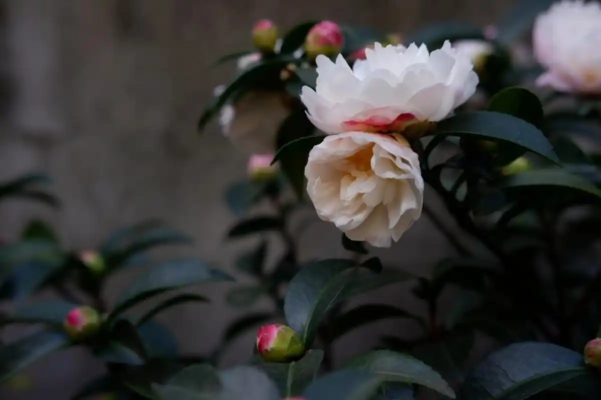 自带仙气的茶梅品种,朝仓. 这棵茶梅去年收到的时候仅剩一朵花.