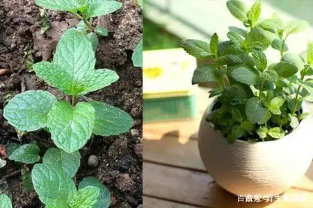 你知道鱼香草和薄荷的区别吗