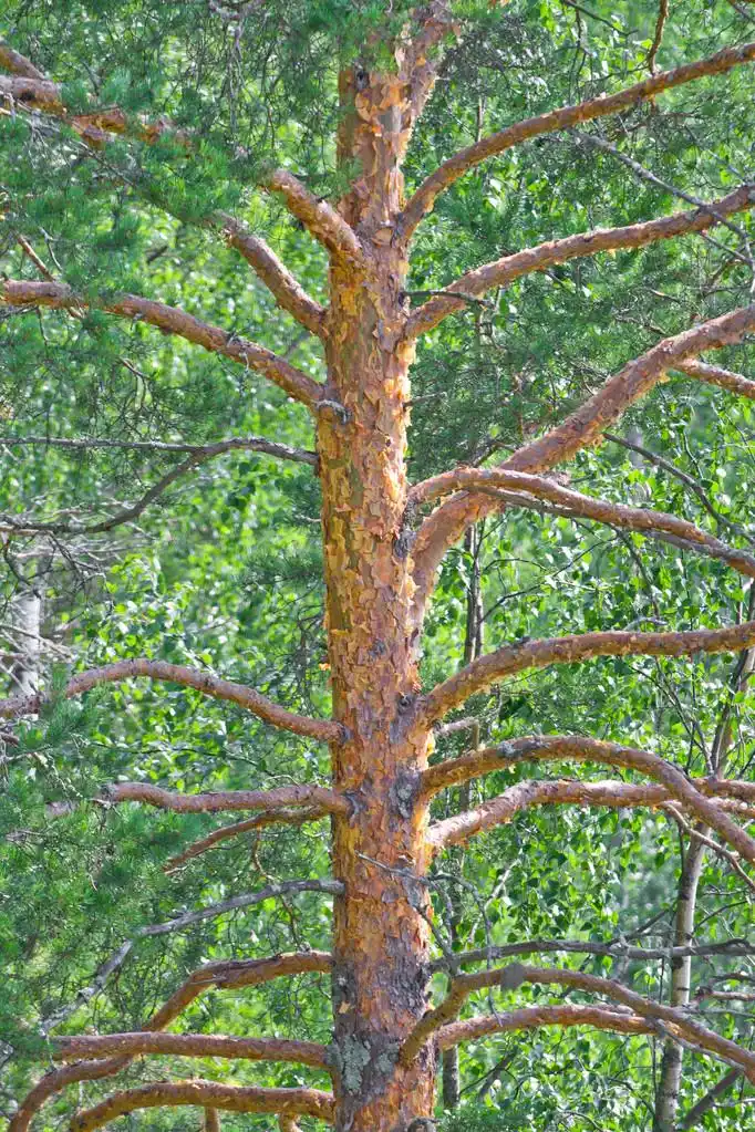 松枝,许多分支的松树生长在树干上