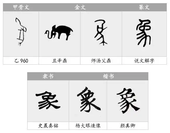 我们既然说"象"字是个象形字,那它到底是怎么从大象的样子演变过来的