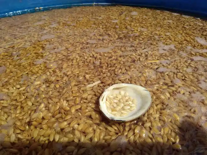 洗好的种子放入配好的自然成分浸种水里浸泡一昼夜.