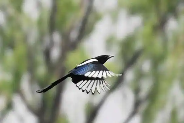 连老鹰都不捕食的喜鹊,为什么没有泛滥成灾?喜鹊的天敌是什么?