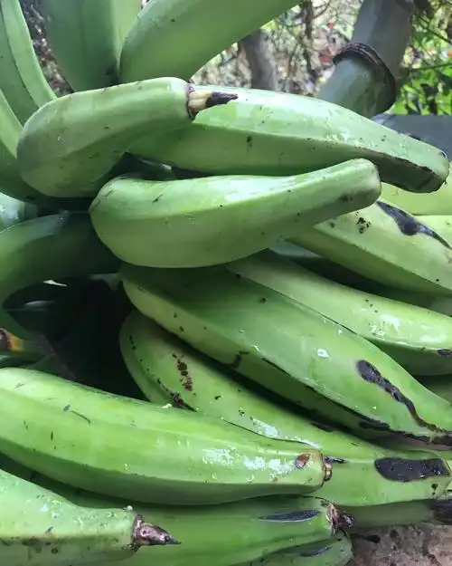 fresh soft green plantains