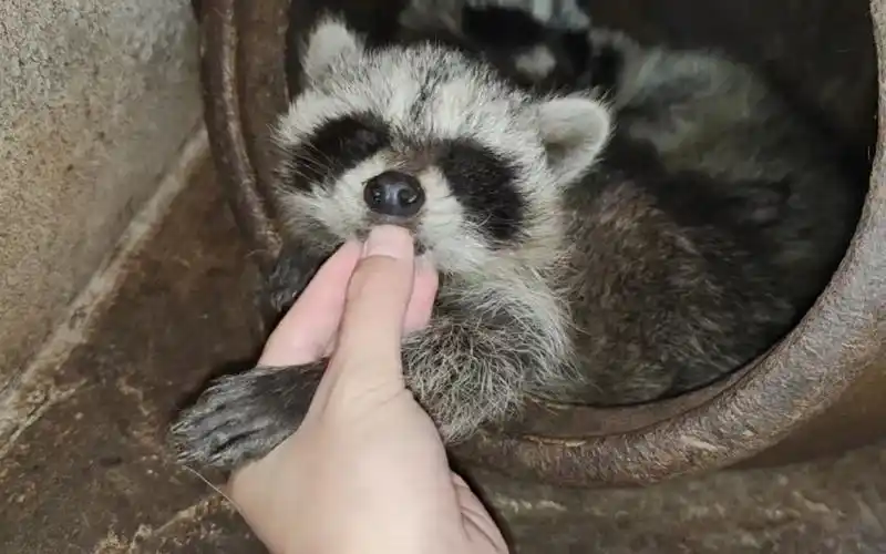 【北美浣熊=小浣熊】刚出生的浣熊幼崽好像小老鼠呀!哈哈哈98