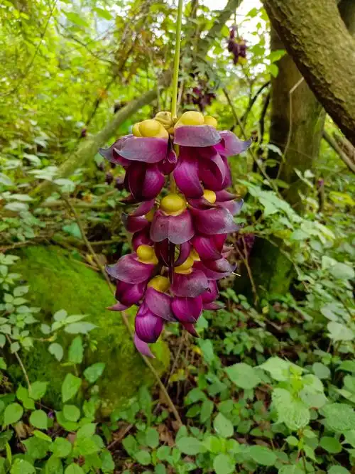 这花看起来很漂亮,娇艳欲滴,楚楚动人,会不会是狐仙的化身?