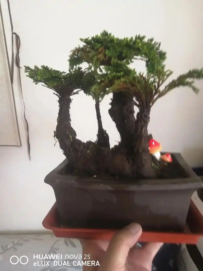 卷柏又称九死还魂草 - 抖音