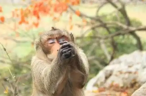 动物们拜佛你见过吗?世间万物皆有佛性,我们一起来看看吧__财经头条