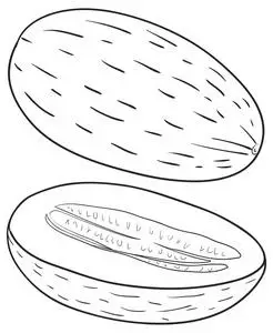 切开哈密瓜素描图片