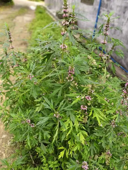 植物图鉴益母草