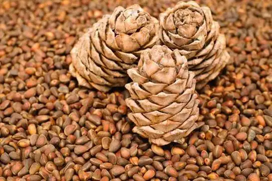 松塔怎么取出松子?松子一天吃多少粒为宜?(图1)