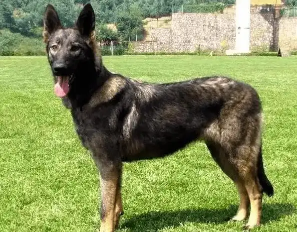 top4:黑狼犬真是一只体型很高大的狼犬,而且全身都是黑色的毛发,看