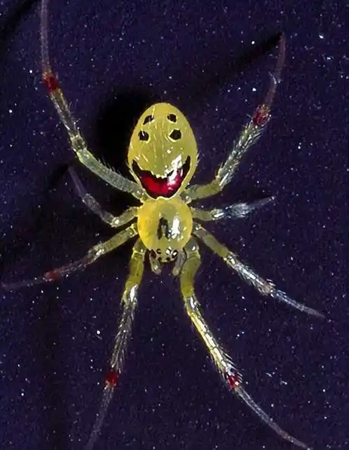 笑脸蜘蛛:美国夏威夷的独特蜘蛛,被列为濒危物种|动物|巢穴|益虫|食物