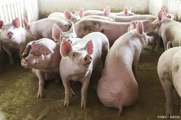 猪价反转大涨中长期仍有望大涨附4月7日生猪价格