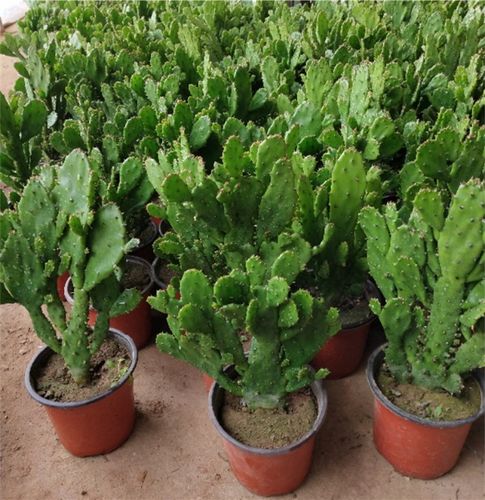 植物千手观音盆栽室内阳台绿植花卉防辐射仙人掌千佛手多肉植物