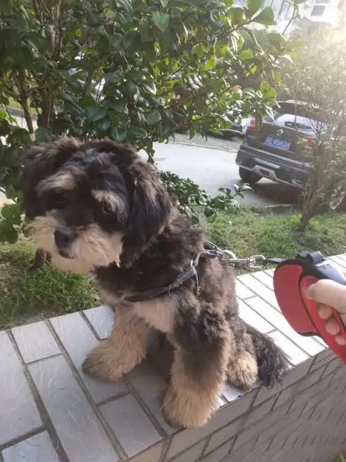 雪纳瑞串串 大概9月,疫苗狂犬都打过了,没时间照料,找爱狗人士领养