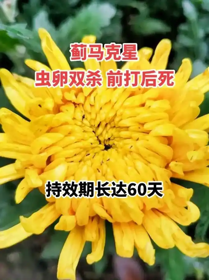 蓟马克星.虫卵双杀,前打后死,持效期长达60天,纯生物制剂, - 抖音