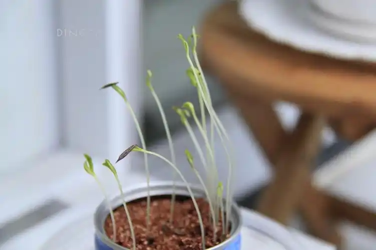 非洲菊的小苗长好细长啊.