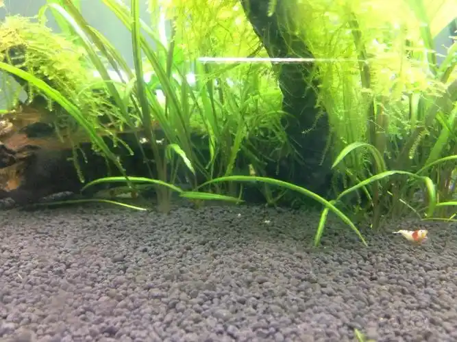 新手求救,出涡虫了