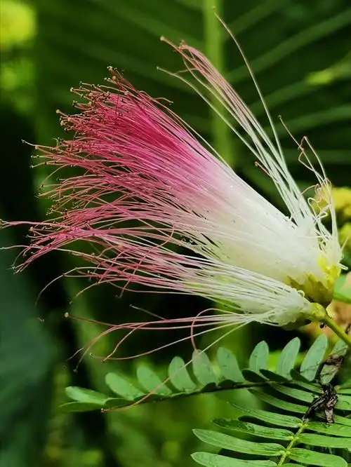 美丽合欢花,图文自创/手机拍制,2020年9月19日
