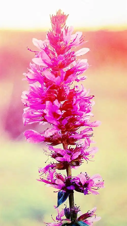 唯美夏天花卉安卓壁纸