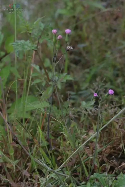 p>一点红属,菊科,约30种,分布东半球热带,我国有3种,产西南部至东部.