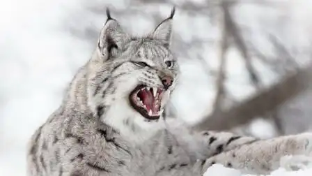 它被称为山狸子,因耳朵上一撮簇毛闻名,优雅的猫科猛兽!