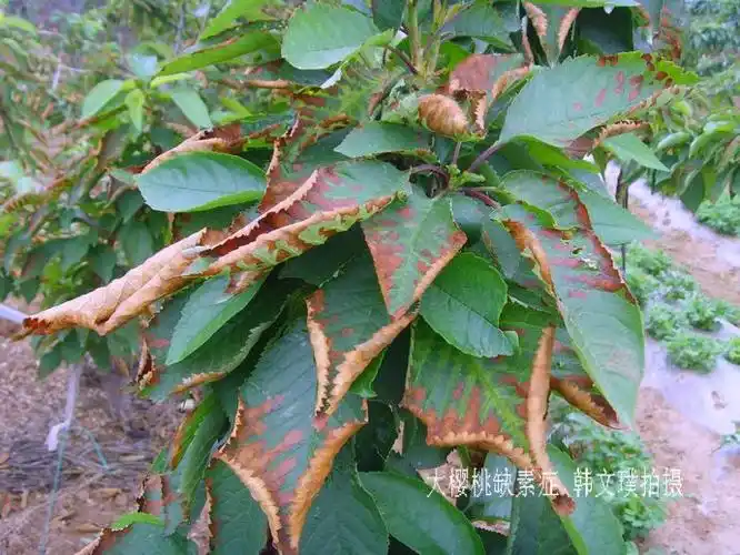 请您鉴别大樱桃叶片缺素症(照片)之四