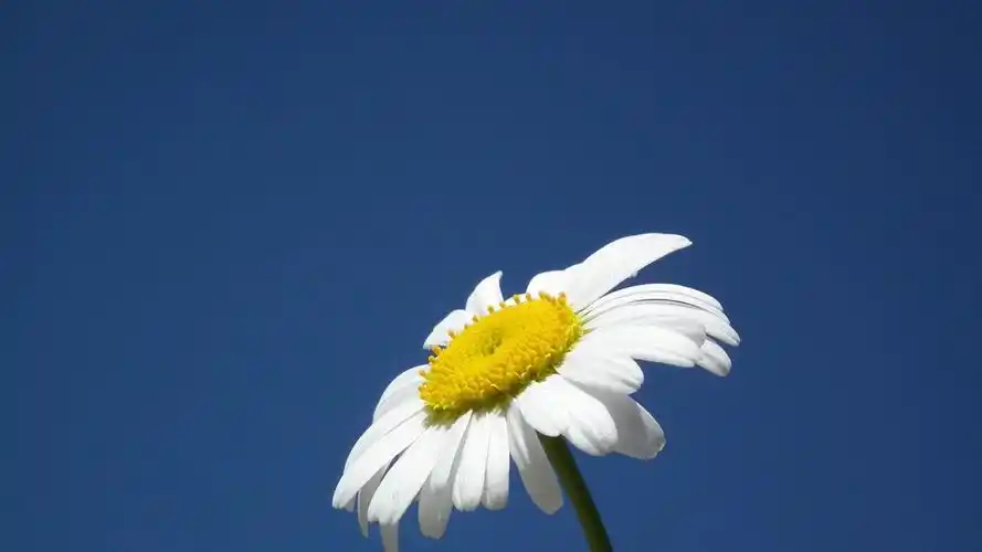 蓝天下的白色小雏菊动态壁纸- 5k壁纸,小雏菊壁纸,小清新动态壁纸,mac