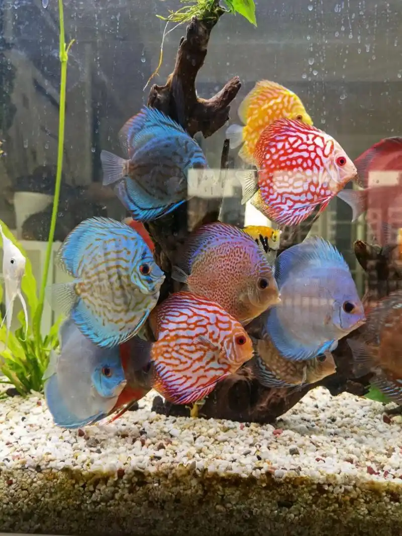 七彩神仙鱼之老头鱼 前两天提到有两条鱼一直拒食,一条是老虎狗,一条