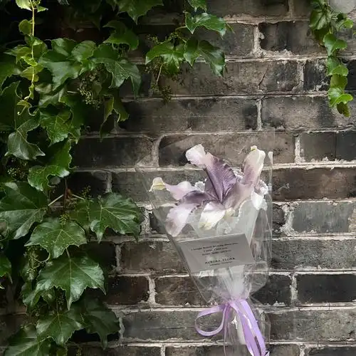 扬州花店卡普里灰紫百合