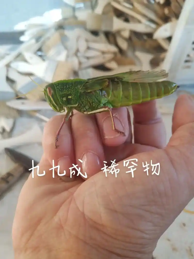 大油蚂蚱 😄😄