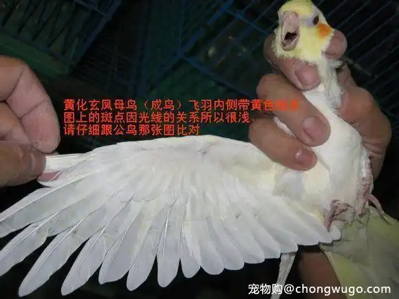 玄凤鹦鹉公母如何区分