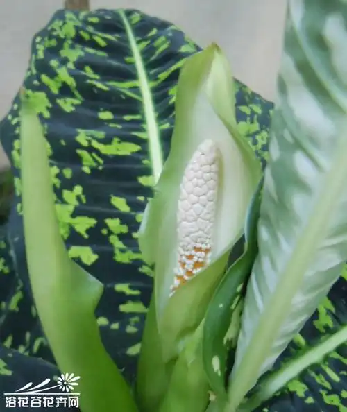 花叶万年青开花图片