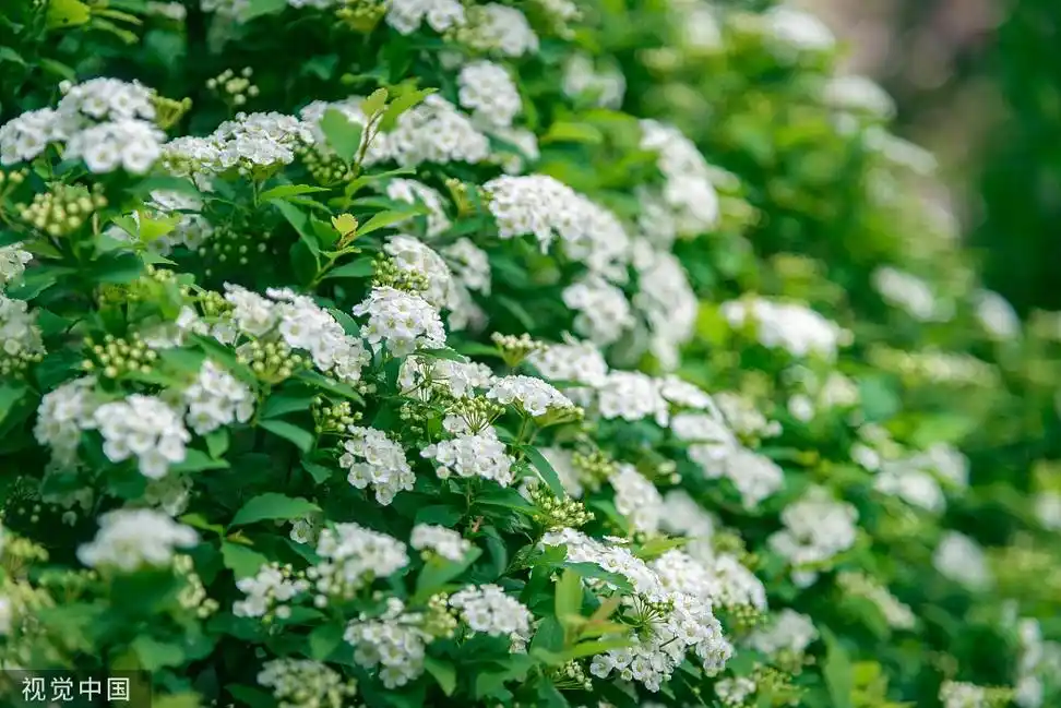 临沂:菱叶绣线菊盛开 - 海报新闻