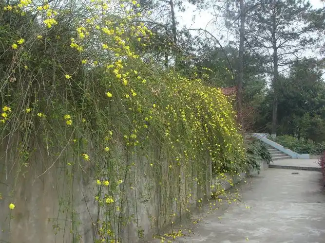 垂吊植物(夏日防暑