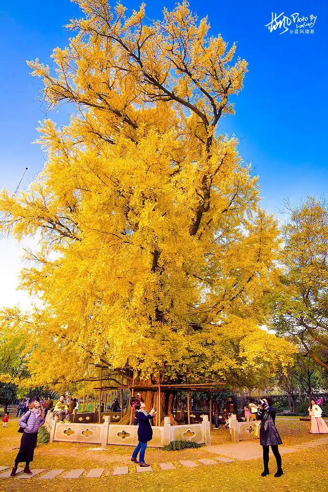 上海一千多岁的银杏树王