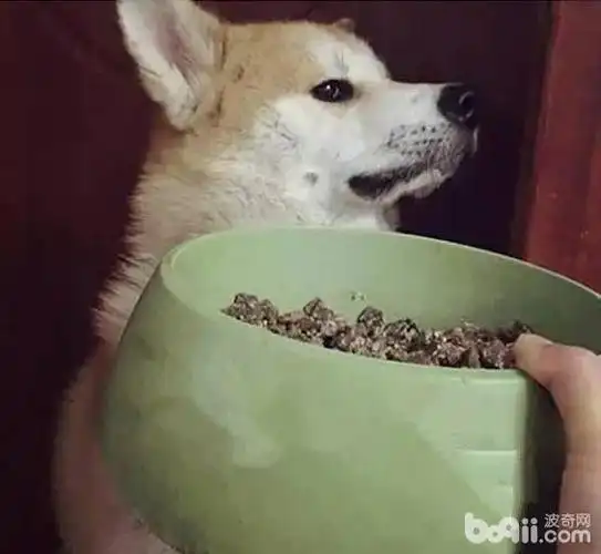 狗狗挑食可以通过哪些手段来纠正