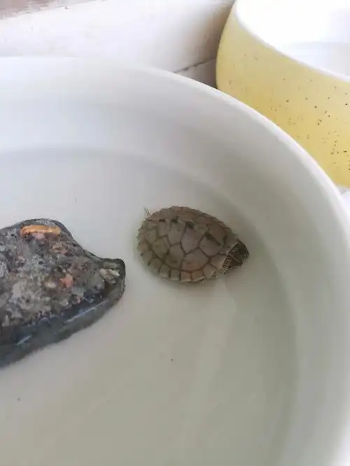 后来才明白那是龟便便,乌龟拉的93都这么特别吗?