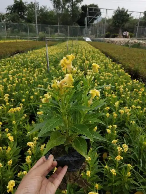 江苏扬州红花硫华菊产地购买渠道混色小花百日草地被杯苗