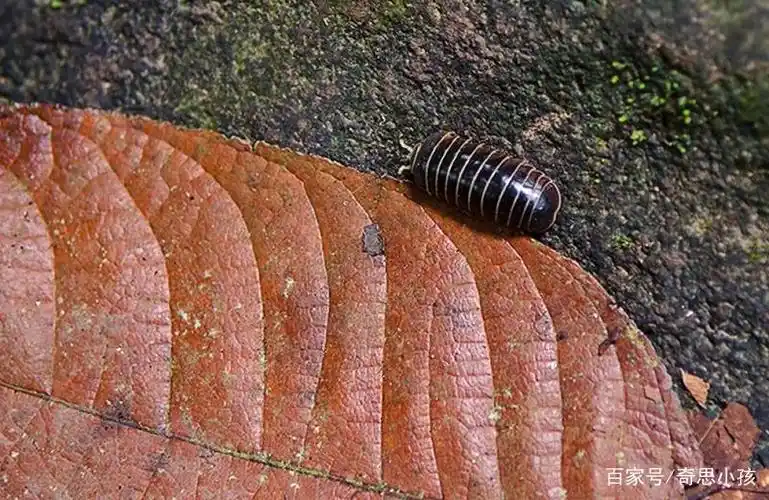 森林里的虫子个头都很大,这个西瓜虫大的有点吓人.