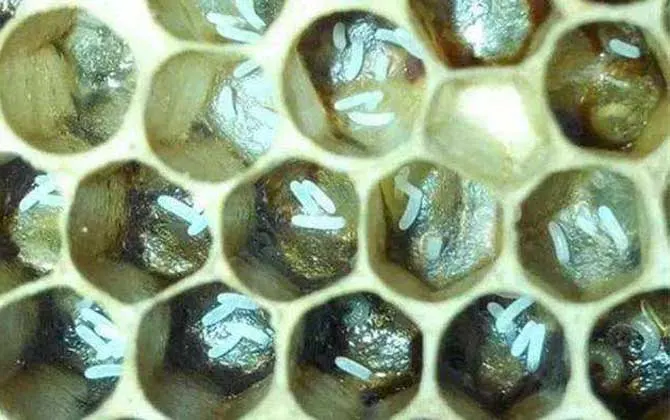 中蜂工蜂产卵补救方法