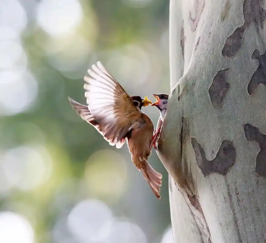 麻雀育雏很精彩,你见过吗?#野生鸟类摄影 #原创摄影 # - 抖音