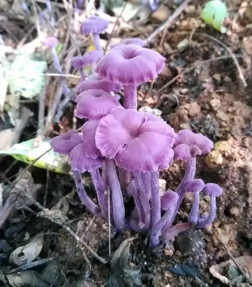 我第一次见到的紫色菌.