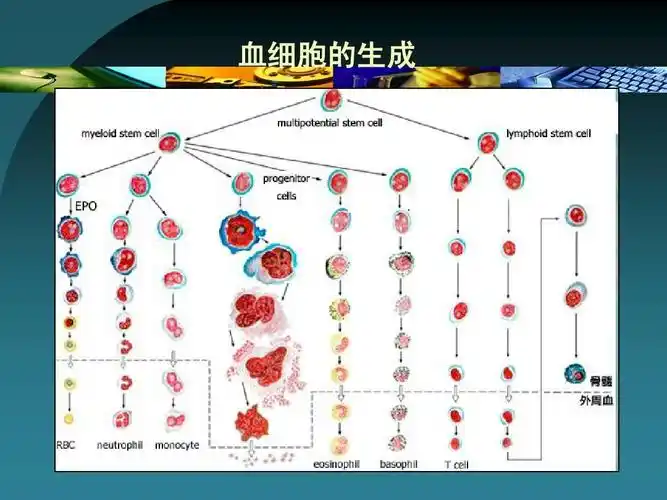 血细胞的生成