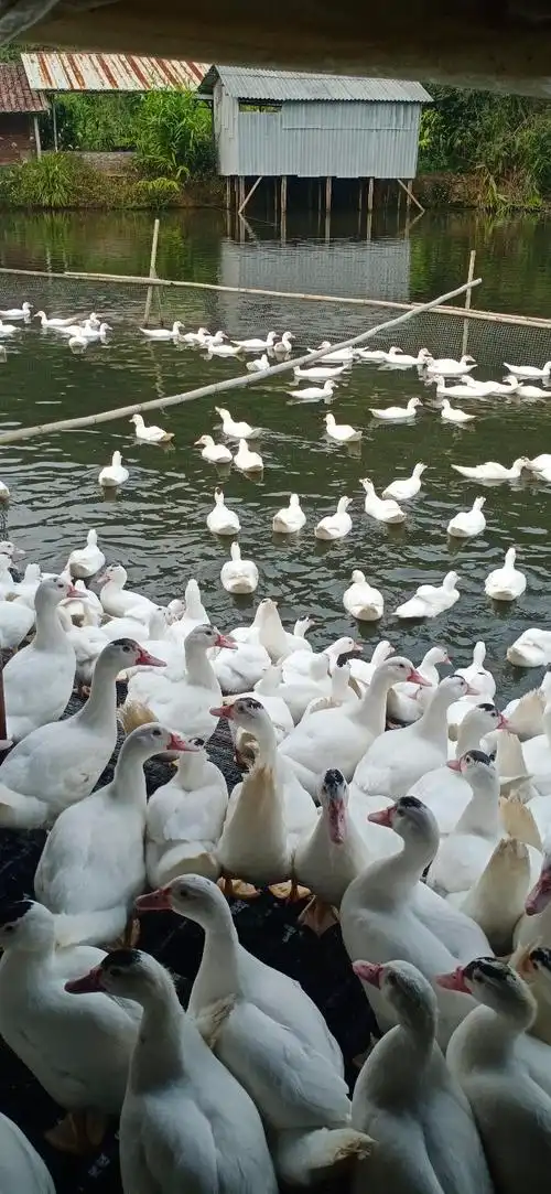 白番母鸭55斤欢迎购买