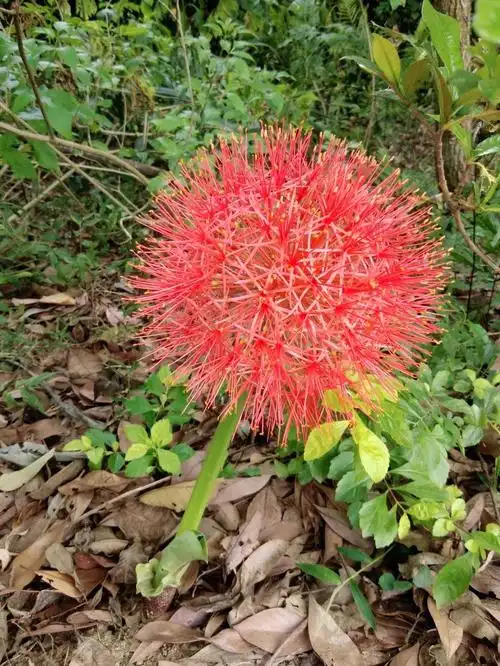 网球花别名网球石蒜火球花