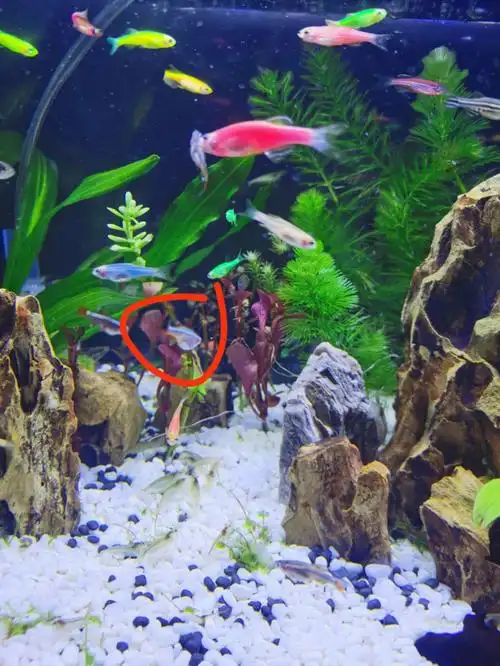 斑马鱼是否怀孕