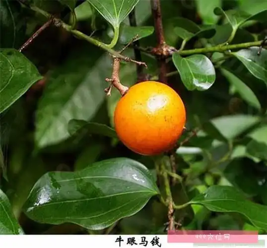 马钱子马钱子的副作用功效与作用