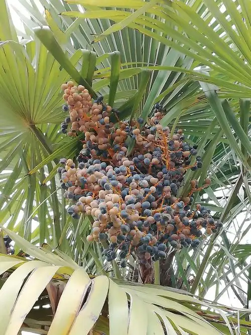 棕树果实