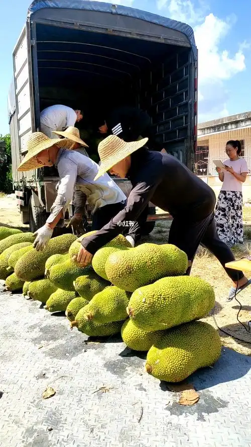 海南热带水果之王一菠萝蜜装车中